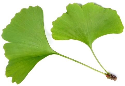 Insuvit sadrži ginkgo biobe
